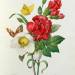 Christmas Rose, Helleborus niger and Red Carnation with Butterflies, from 'Les Choix des Plus Belles Fleurs'